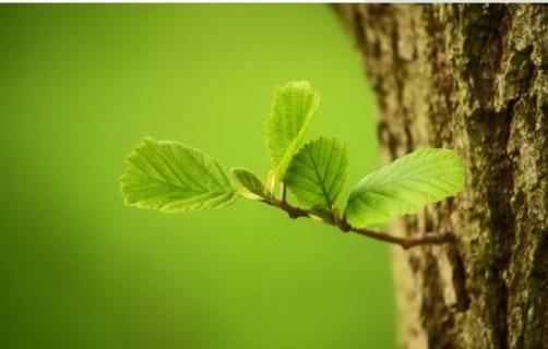 植物有性生殖和無(wú)性生殖的區(qū)別 植物有性生殖和無(wú)性生殖的區(qū)別與聯(lián)系