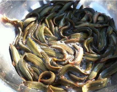 鰍魚吃什么 鰍魚吃什么食物