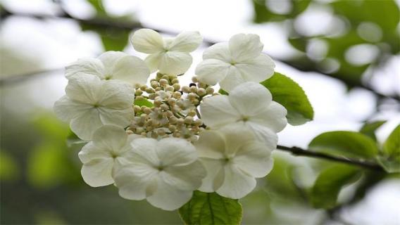 琼花和天目琼花的区别 琼花和天目琼花的区别在哪里