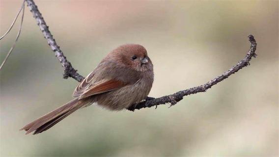 哪種鳥(niǎo)的蛋是藍(lán)色的 哪些鳥(niǎo)的蛋是藍(lán)色的