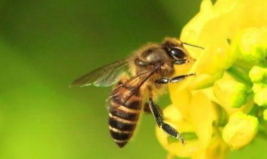 蜜蜂什么时候取蜜 蜜蜂什么时候取蜜好