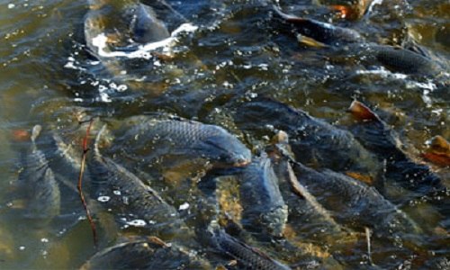 魚怕水泵噪音嗎（水泵噪音影響魚嗎）