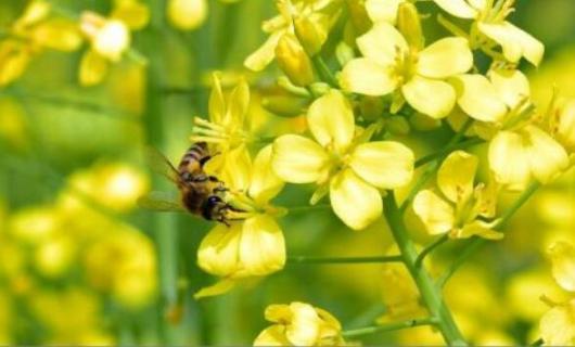 油菜花是单性花吗 油菜花是单性花吗?