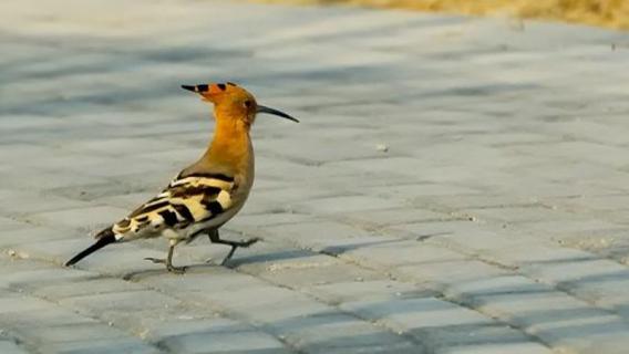 戴勝鳥是幾級保護動物 戴勝鳥是幾級保護動物圖片