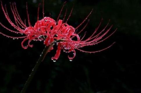 黑色彼岸花花語(yǔ)是什么意思 紫色彼岸花花語(yǔ),黑色彼岸花的花語(yǔ)