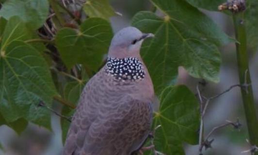 野鴿子和斑鳩的區(qū)別（野鴿子和斑鳩的區(qū)別圖片）