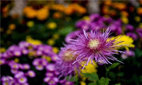 知里菊是什么 知里菊是什么菊花