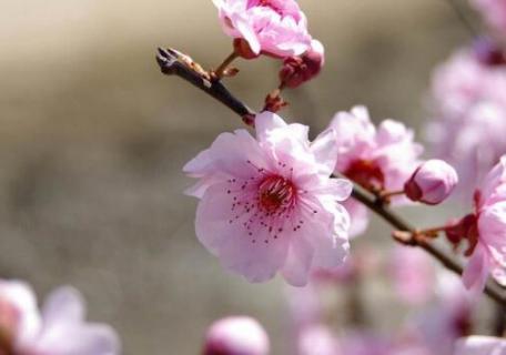 梅花的特點(diǎn)和精神（梅花的特點(diǎn)和精神300字）