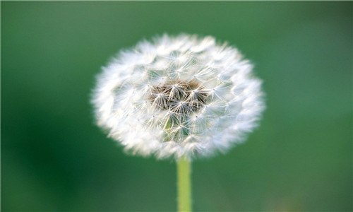 野生蒲公英有幾種（野生蒲公英有幾種花）