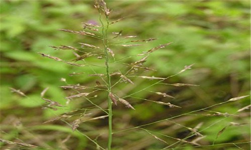 知風草是粉黛亂子草嗎（知風草與粉黛草的區(qū)別）