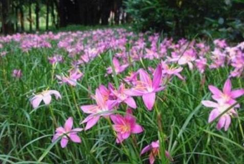 風(fēng)雨蘭和韭蘭的區(qū)別 風(fēng)雨蘭和韭蘭是一種花嗎