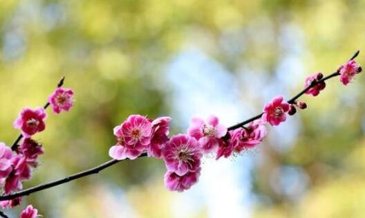 桃花梅花有幾個花瓣（桃花和梅花花瓣）