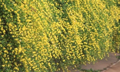 迎春桃花芙蓉都是春天开的花吗 迎春花比桃花先开吗