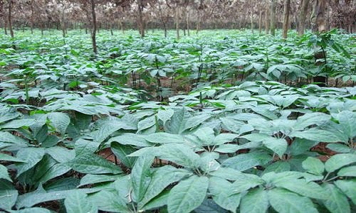 三七植物长什么样子 三七植物长什么样子的