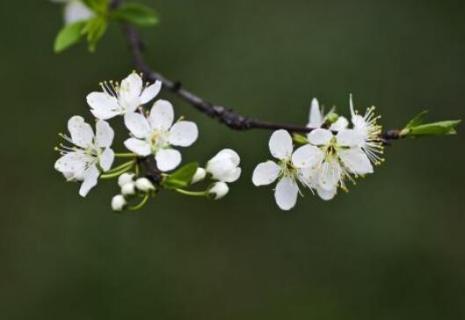 李子花有粉色的嗎 李子花有蜜粉嗎