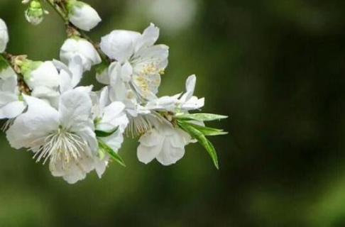 白色桃花是什么品種（白色桃花是什么品種的貓）