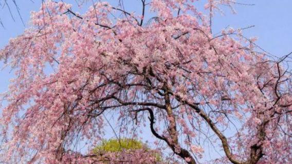 海棠花和樱花的区别（海棠花和樱花的区别在哪里）