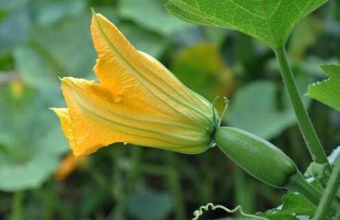 南瓜花有雄蕊和雌蕊嗎（南瓜花中有幾個雌蕊）