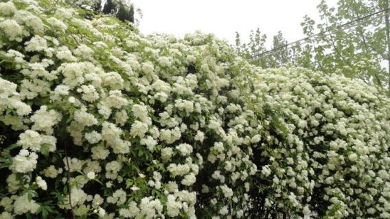 七里香和木香花有区别吗（木香和七里香的区别）