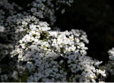 雪柳是什么植物 雪柳是什么植物類型