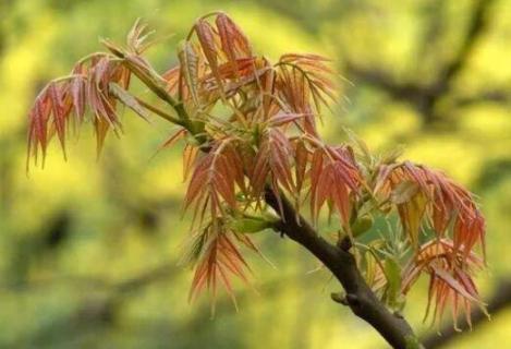 香椿樹有鉆樹蟲怎么辦（香椿樹上的鉆心蟲怎么治）