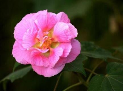 芙蓉花一年开几次花 芙蓉花一年开几次花?