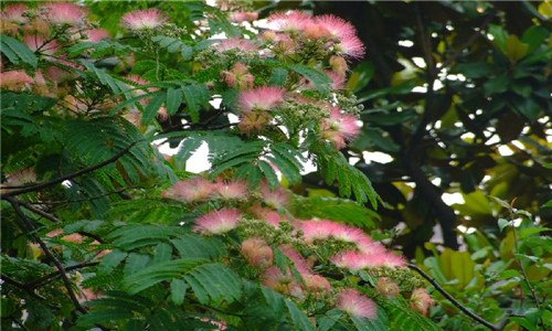 合欢树和芙蓉树的区别 芙蓉与合欢树的区别