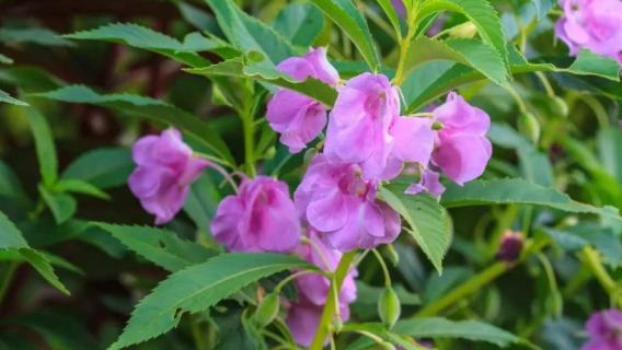 鳳仙花不開(kāi)花什么原因（鳳仙花會(huì)不會(huì)開(kāi)花）