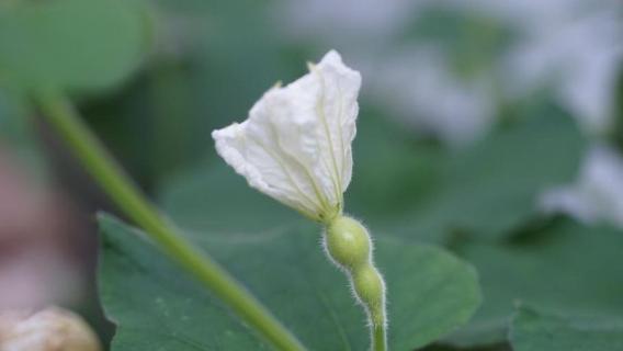 葫芦雌花闭了还能授粉吗（葫芦雌花不授粉能结果吗）