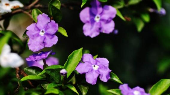 紫茉莉和夜來(lái)香是一種花嗎 夜來(lái)香和紫茉莉是同一種花嗎?