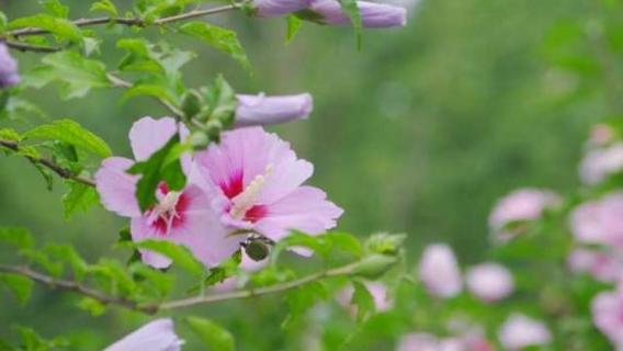 夕顏花與牽牛花的區(qū)別 夕顏和牽?；ㄊ且环N植物嗎?