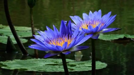 藍蓮花是什么花（藍蓮花是什么花,寓意是什么）