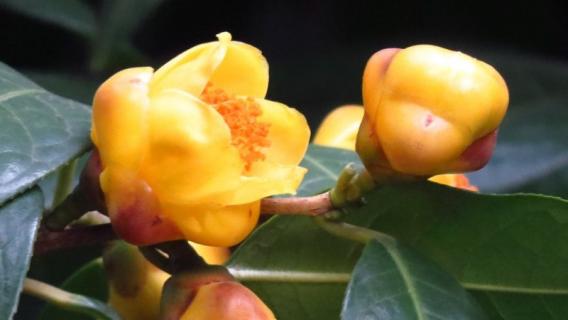 金花茶是什么植物（金花茶是什么植物类别）