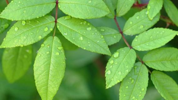 植物睡眠现象（植物睡眠现象有哪些）