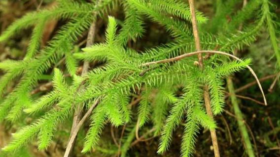 石松是什么植物 石松是什么植物类群