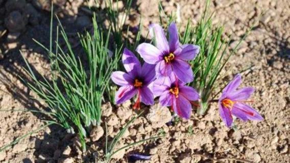 藏红花开花后要把花摘掉吗（藏红花开花后要把花摘掉吗怎么保存）