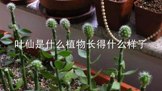 葉仙是什么植物長得什么樣子（葉仙是什么樣的植物）