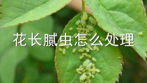 花長膩蟲怎么處理（花長膩蟲怎么處理視頻）