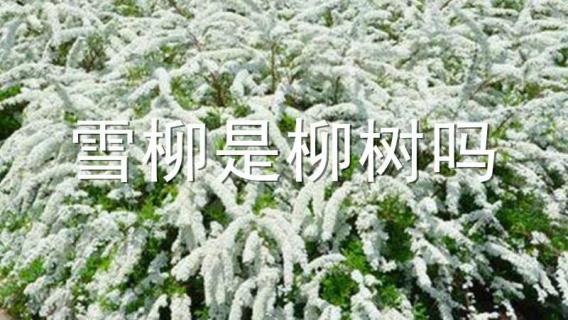 雪柳是柳樹嗎（雪柳是柳樹嗎還是柳樹）