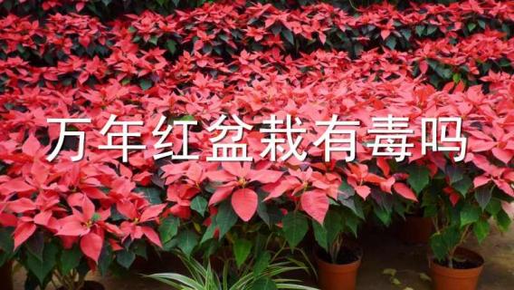 萬(wàn)年紅盆栽有毒嗎 萬(wàn)年紅有毒嗎 可以室內(nèi)養(yǎng)嗎