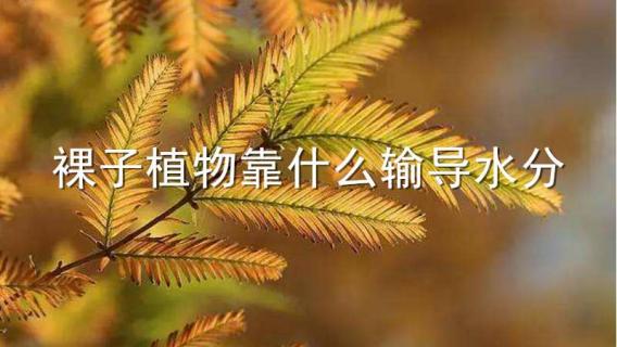 裸子植物靠什么輸導(dǎo)水分（裸子植物靠什么疏導(dǎo)水分）