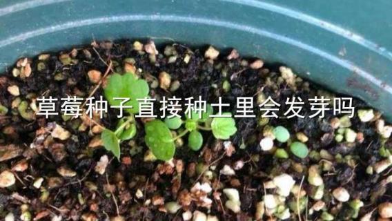 草莓種子直接種土里會發(fā)芽嗎（草莓種子可以不催芽直接種土里嗎）