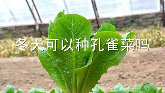 冬天可以種孔雀菜嗎 冬天可以種孔雀菜嗎北方