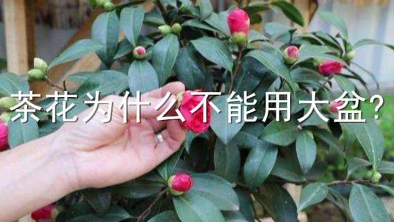 茶花為什么不能用大盆?（茶花為什么不能用大盆養(yǎng)）