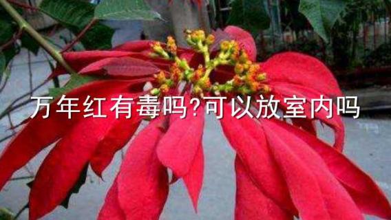 萬年紅有毒嗎?可以放室內(nèi)嗎 萬年紅在室內(nèi)養(yǎng)好嗎