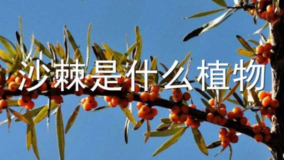 沙棘是什么植物（沙棘是什么植物營(yíng)養(yǎng)殖物）