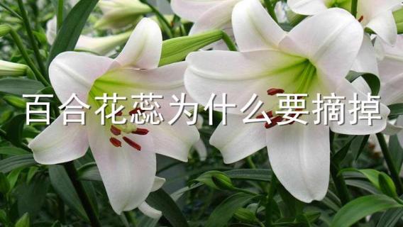 百合花蕊為什么要摘掉 百合花開了為什么要把花蕊摘掉