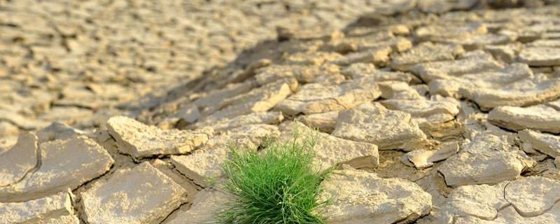 干旱地区种什么好 干旱地区适合种植什么农作物