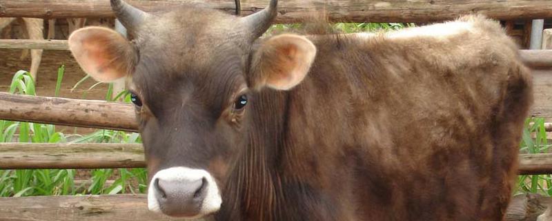 牛红眼病的症状，附预防措施 母牛红眼病怎么治