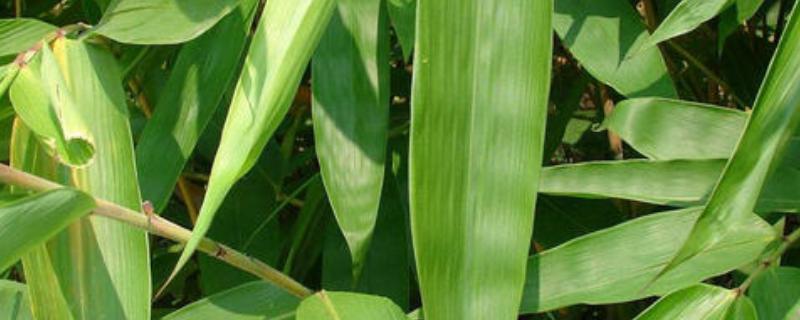 粽子葉是什么植物的葉子（廣東粽子葉是什么植物的葉子）